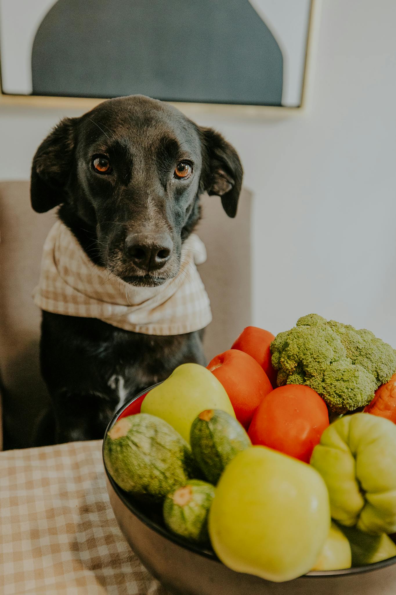 Aufmerksamer schwarzer Hund mit Halstuch